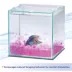 Aqueon® Betta Beads image thumbnail 5