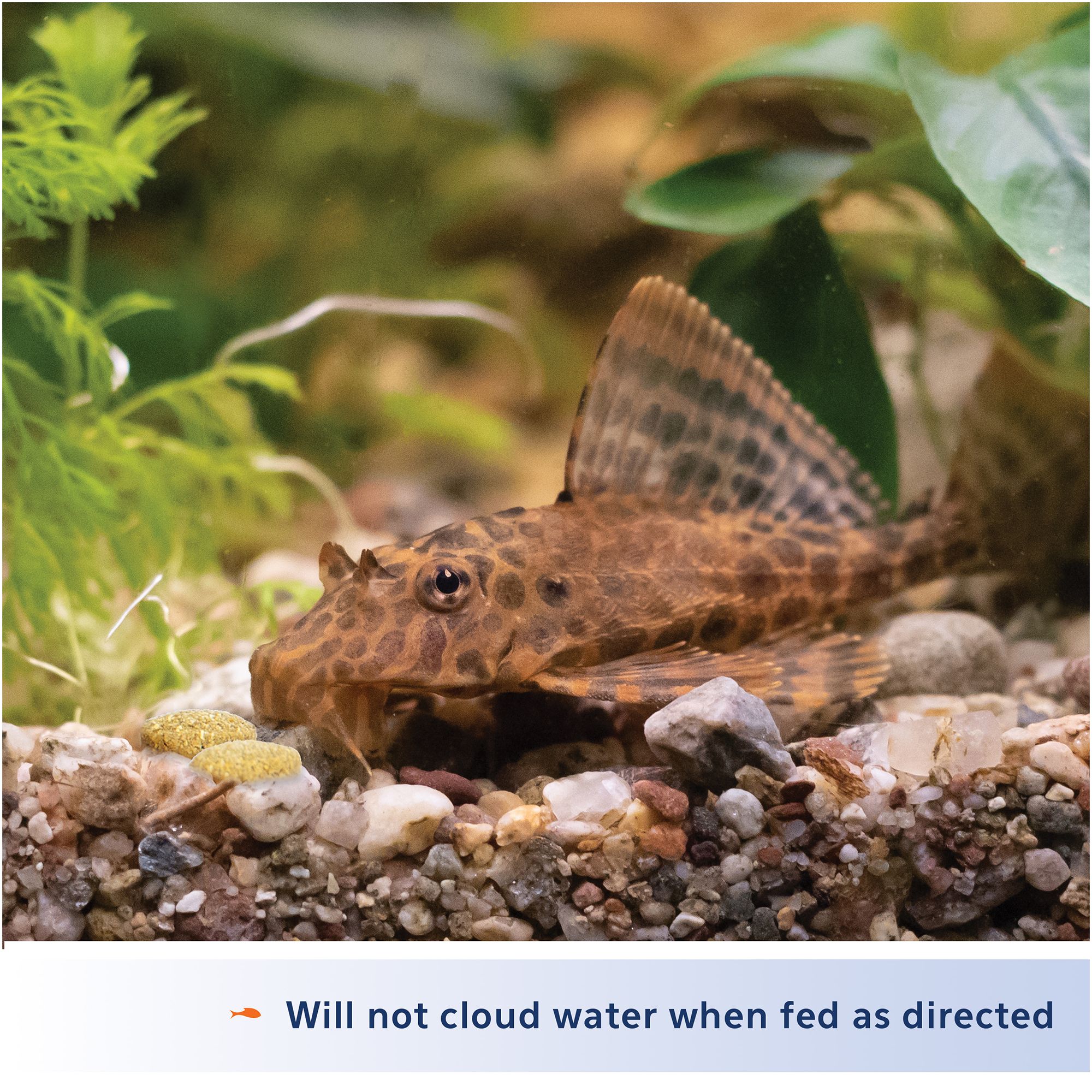 Aqueon® Bottom Feeder Tablets Fish Food Complete Diet Sinking Food - thumbnail 3