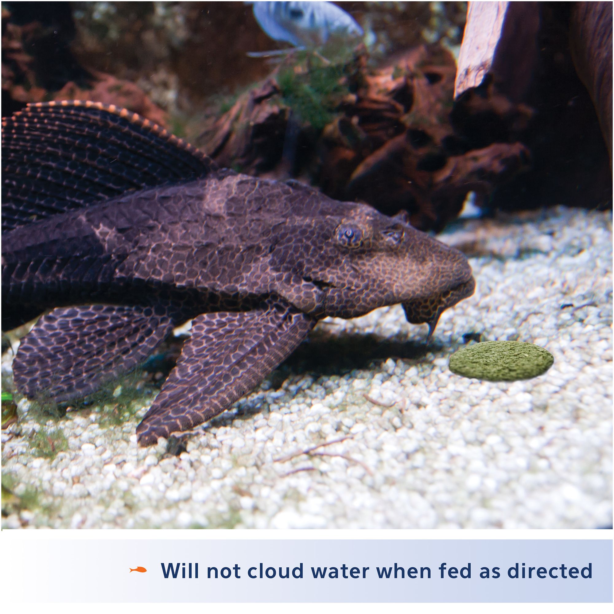 Aqueon® Algae Rounds for Bottom Feeders Sinking Food - thumbnail 3