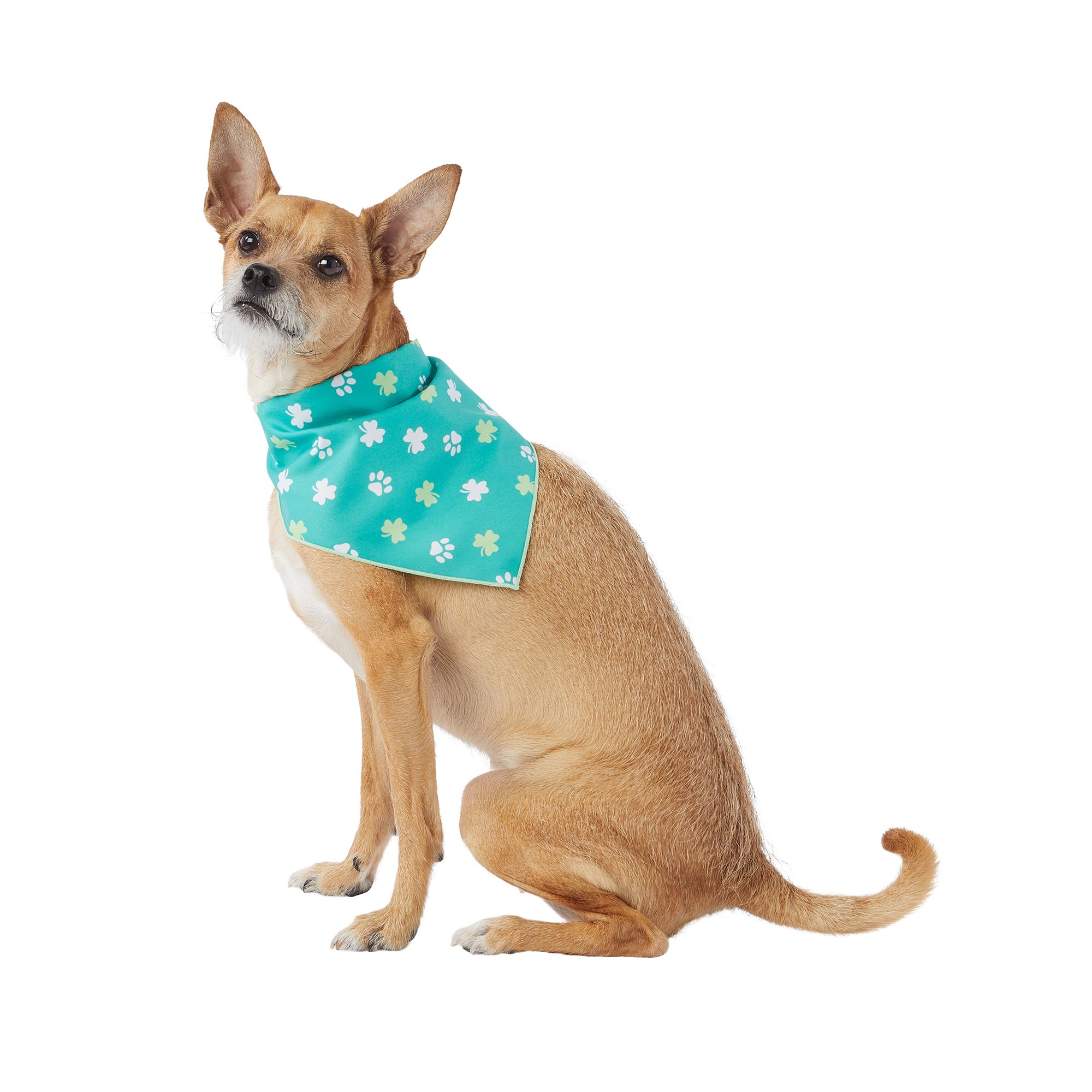 Big brother bandana hot sale petsmart