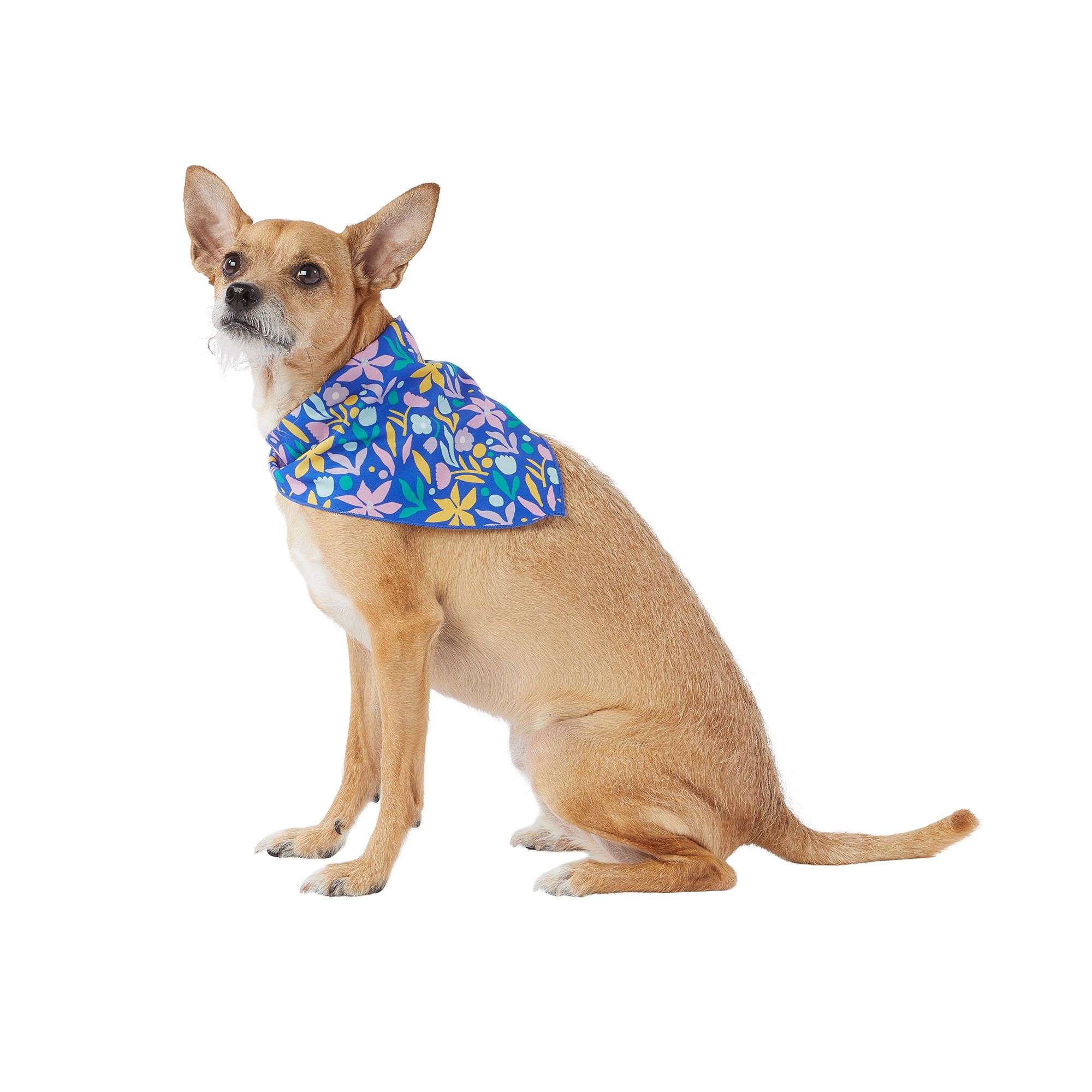 Petsmart dog bandanas new arrivals