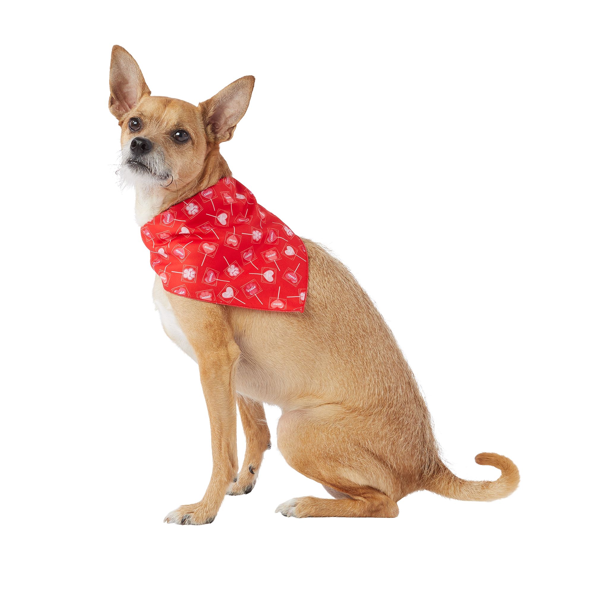 Petsmart bandana outlet