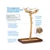 Prevue Pet Products Coffeawood Java Tree Small Floor Playstand image thumbnail 3