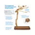 Prevue Pet Products Coffeawood Java Tree Large Floor Playstand image thumbnail 3