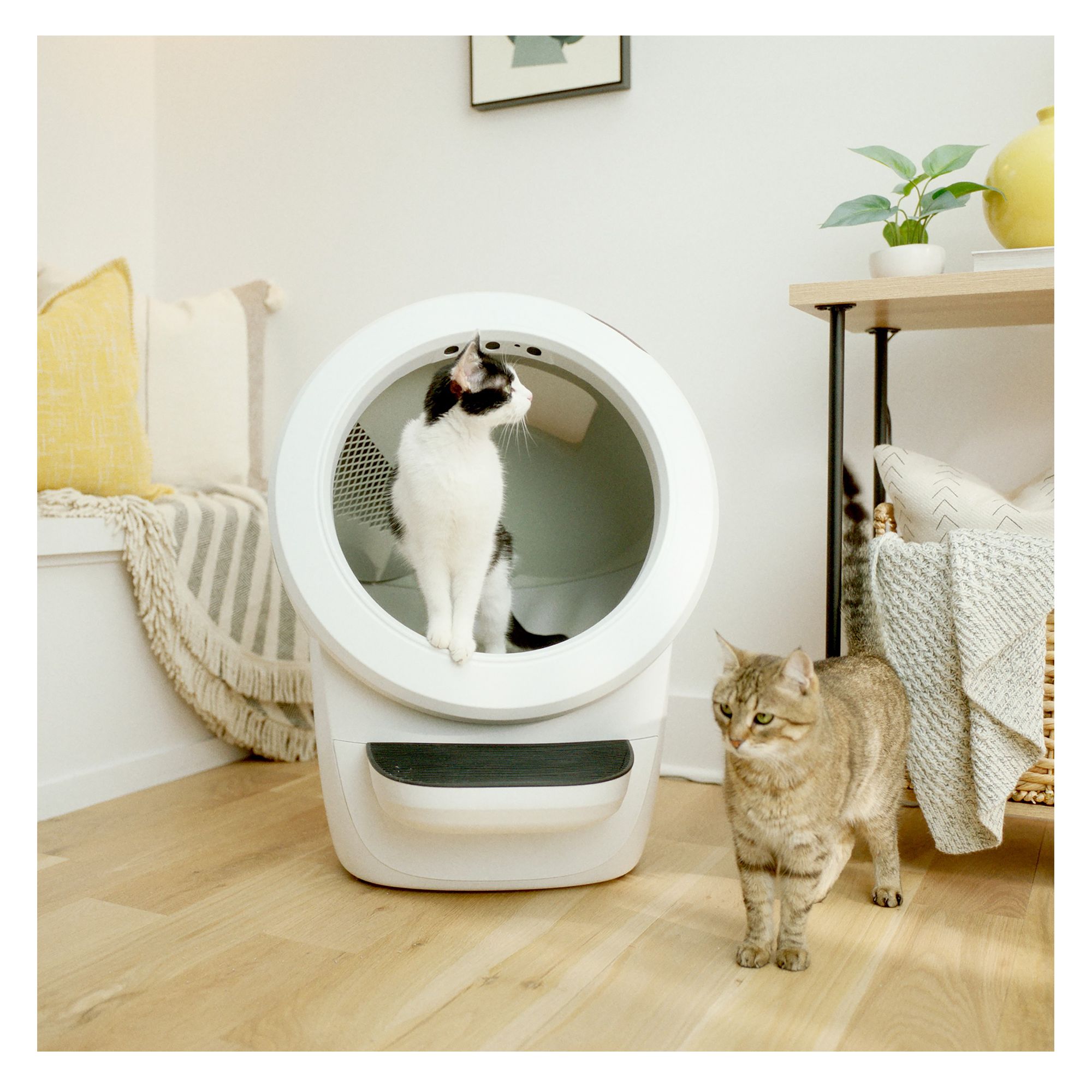 Litter Robot 4 Automatic Self Cleaning Cat Litter Box by Whisker