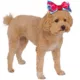 Product Rubie's Pet Shop Halloween Snow White Dog Headpiece & Toy Bundle