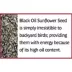 Pennington® Select Black Oil Sunflower Bird Seed image thumbnail 5