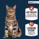 Product Authority Digestive Support Adult Cat Food - Gut Health, Salmon & Rice Formula