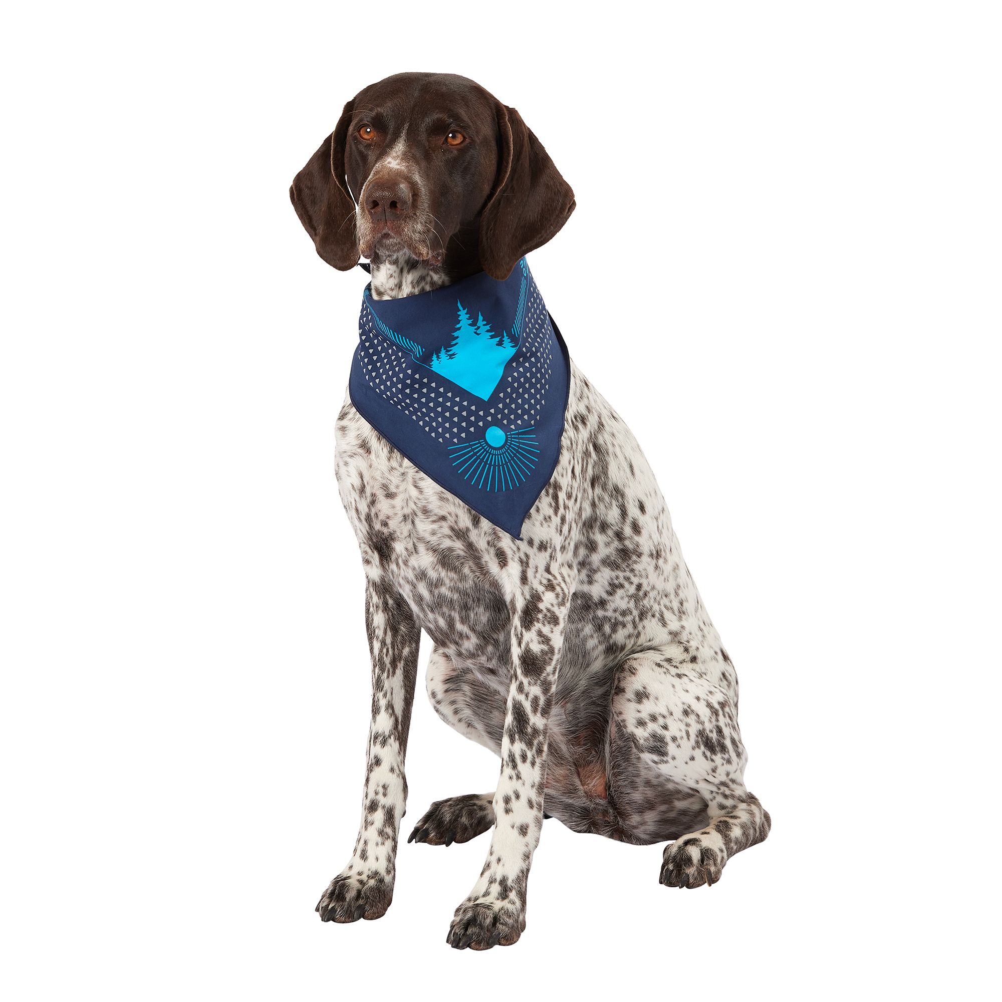 Petsmart 2024 birthday bandana