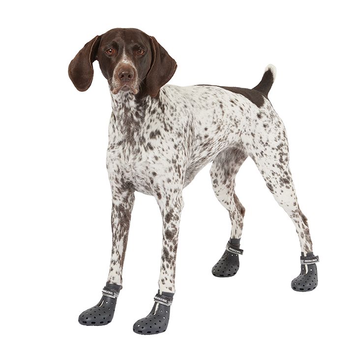 Dog hiking outlet boots petsmart