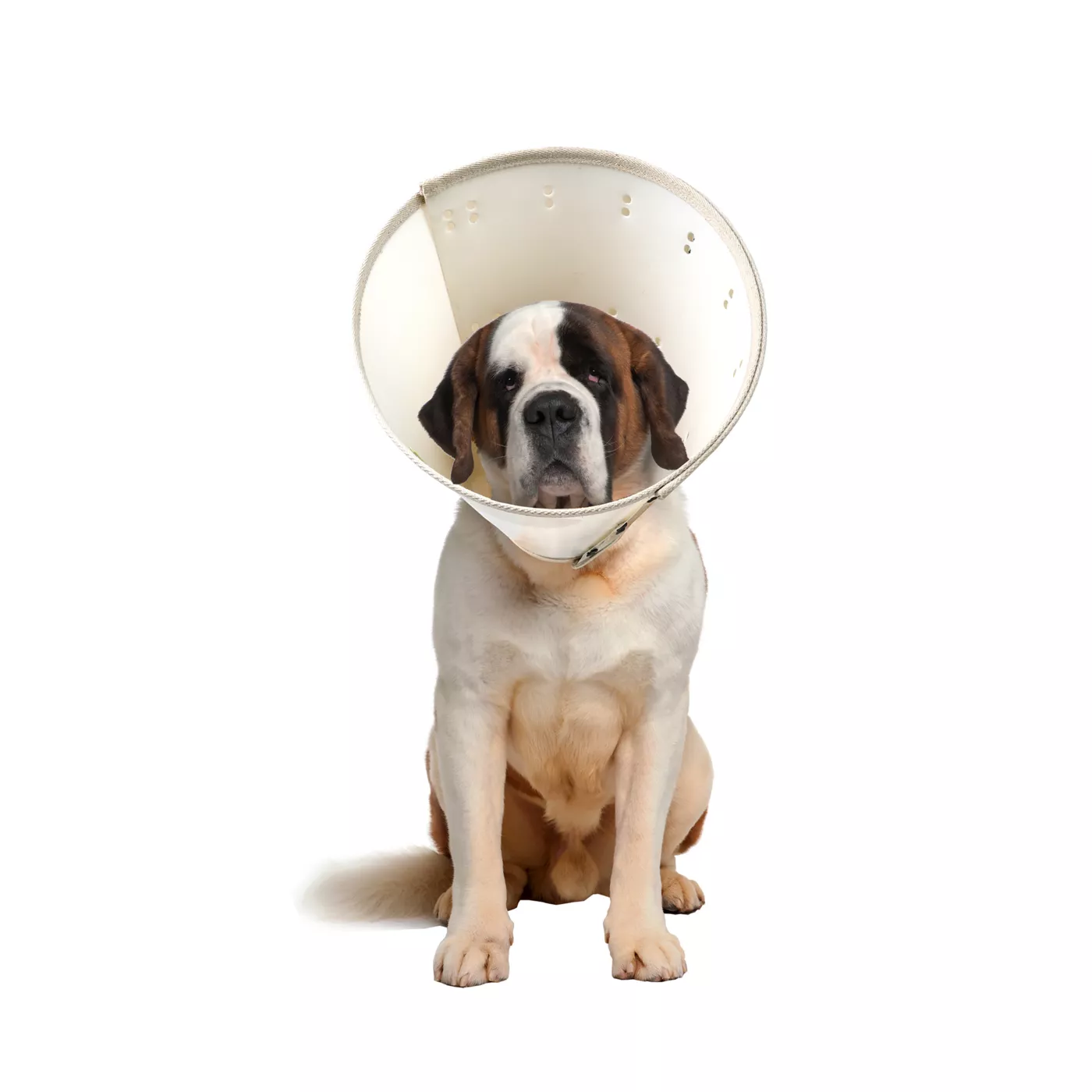 Dog cone collar near me best sale