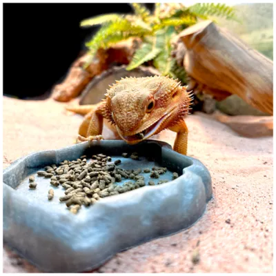 Bearded dragon petsmart best sale