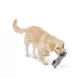 Joyhound® Biteshield Plush Raccoon Squeaky Dog Toy image thumbnail 3