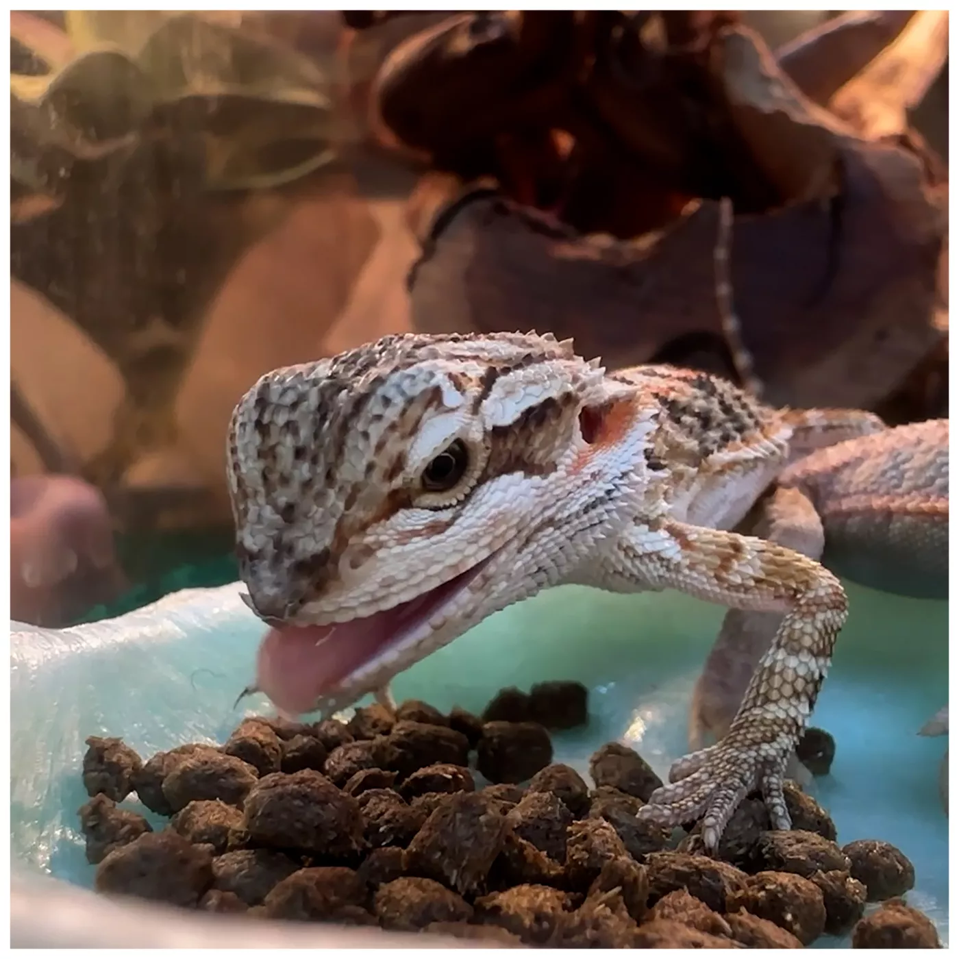 Petsmart lizard fashion food