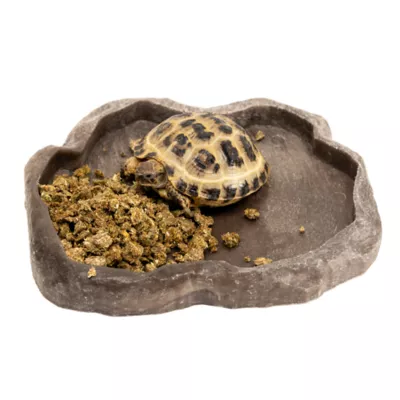 Petsmart tortoise hotsell