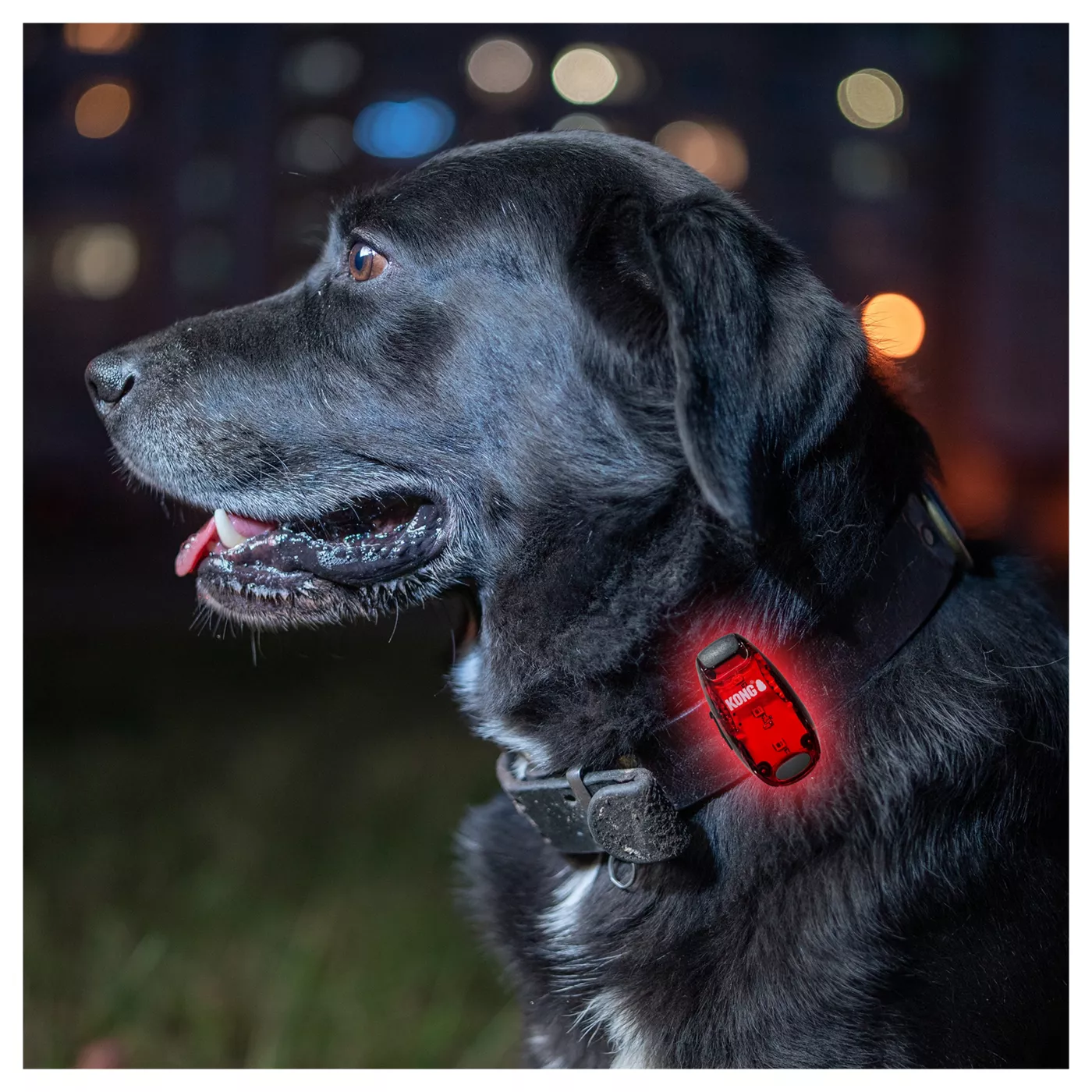 Lighted dog collars petsmart hotsell