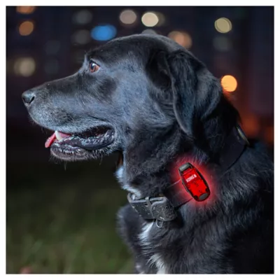 Product KONG® Safety Light