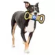 Product Pets First NBA 76ers Court Dog Toy