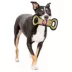 Pets First NBA LA Lakers Court Dog Toy image thumbnail 2