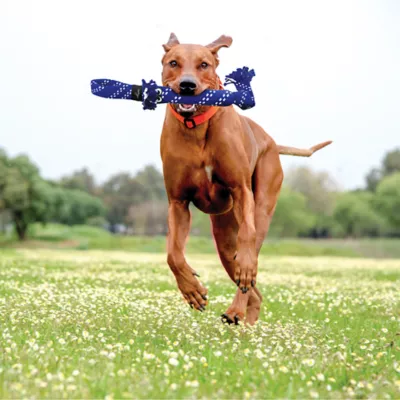 KONG® Scrubz Dog Toy - Image 2