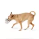 Product Joyhound®  Ball Belly Plush Elephant Dog Toy