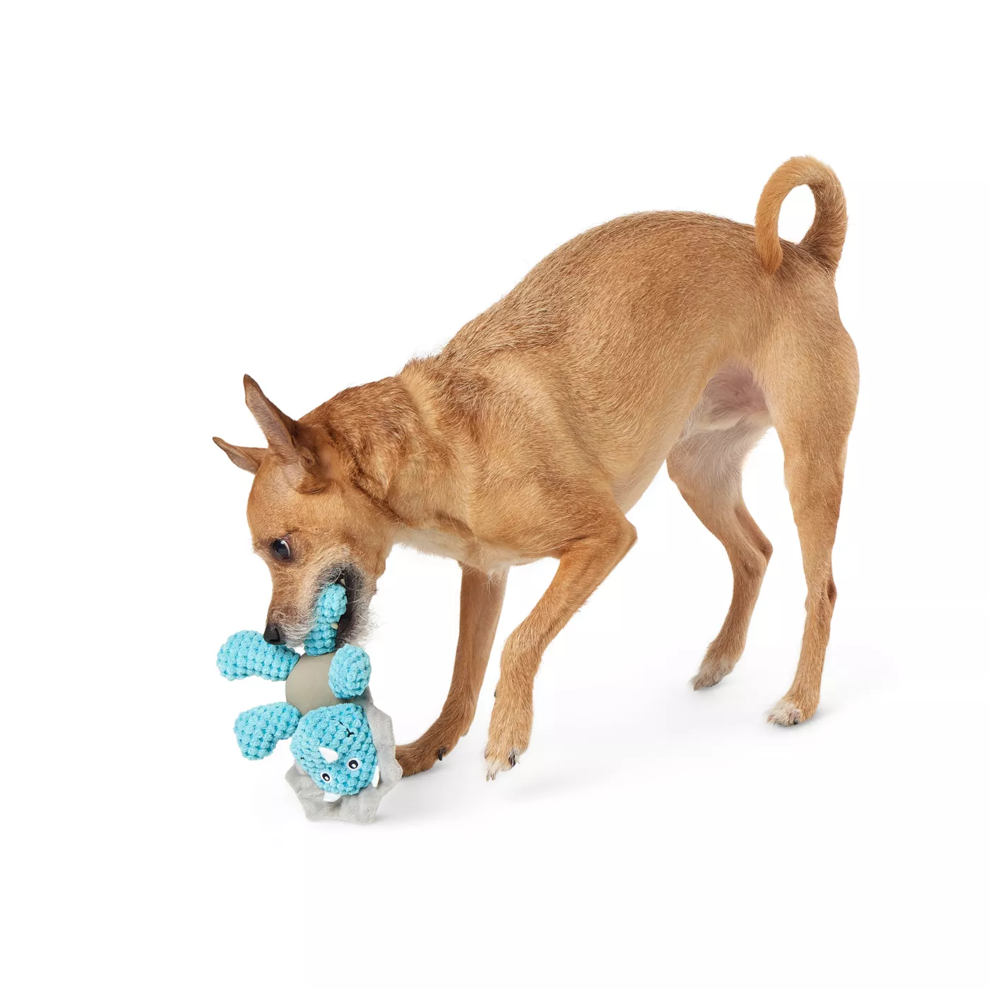 Joyhound Belly Plush Triceratops Squeaky Dog Toy