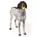 Joyhound® Small Ball Dog Toy image thumbnail 3