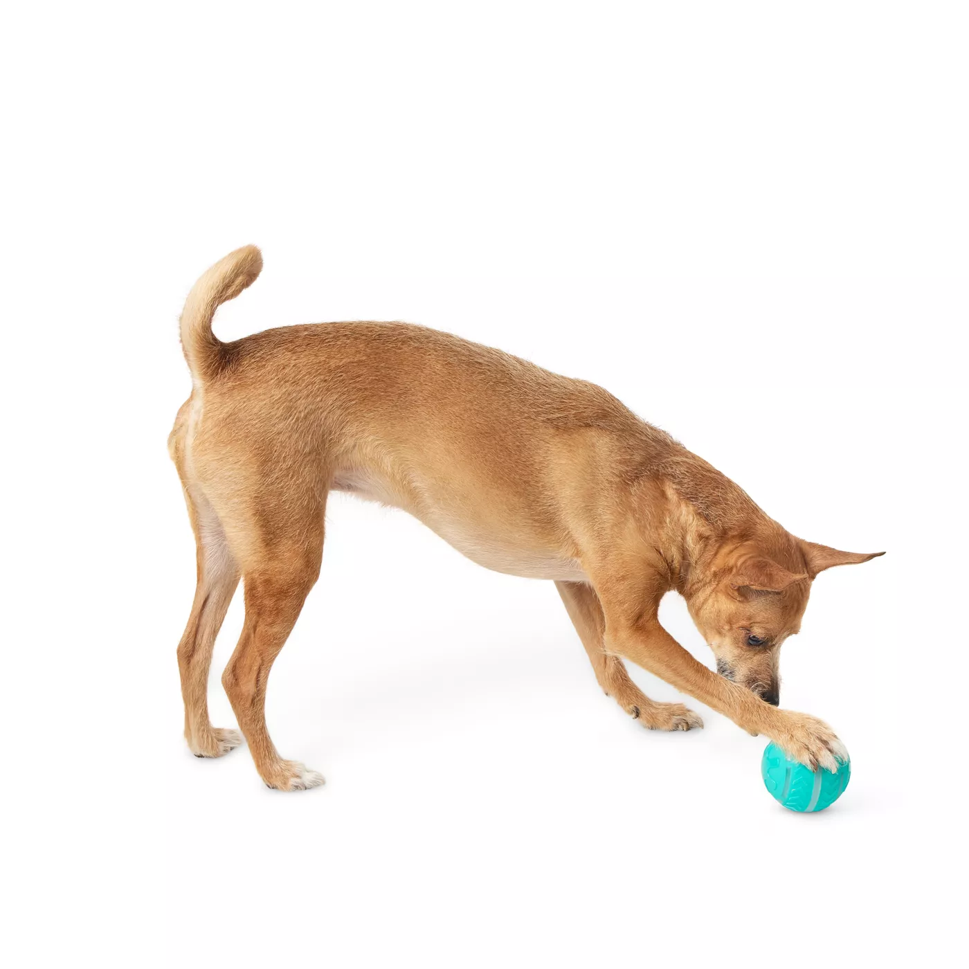 Joyhound Electronic Spinning Ball Dog Toy