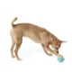 Product Joyhound Electronic Spinning Ball Dog Toy