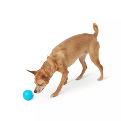 Ball ball dog best sale