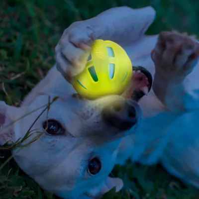 Product Nerf Dog Glow Checker Squeak and Crunch Ball