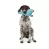 Joyhound® Rip Roarin' Tough Whale Dog Toy image thumbnail 3
