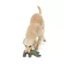Joyhound® Rip Roarin' Tough Rhino Dog Toy image thumbnail 3