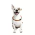KONG® Ultra-Lite Dog Safety Vest image thumbnail 6