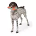 Joyhound® Flyer Dog Toy image thumbnail 3