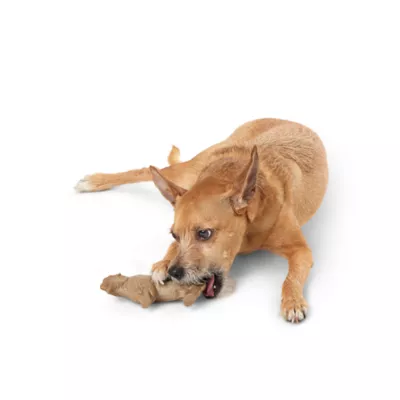 Product Joyhound Boss Bones Nylon Bison Chew Toy