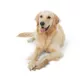 Product Joyhound® Boss Bones Nylon Fish Chew Toy