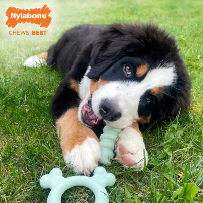 Nylabone Sensory Material Puppy Teething Ring