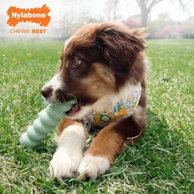 Product Nylabone® Sensory Material Puppy Teething Stick