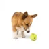 West Paw Zogoflex Toppl Treat-Dispensing Dog Toy image thumbnail 4