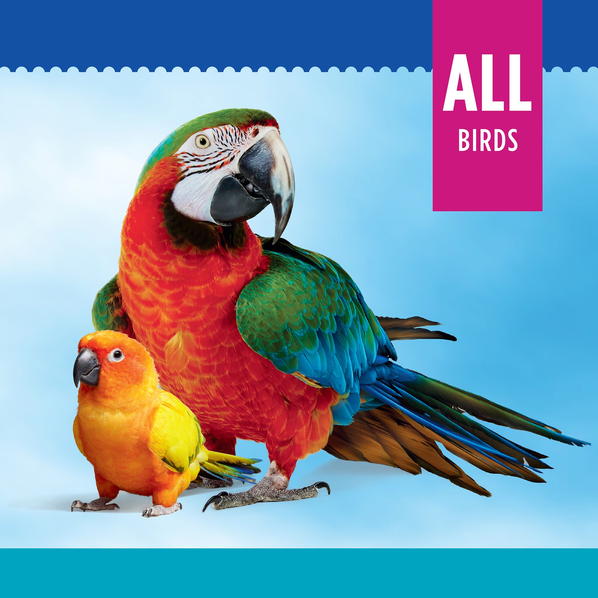 All Living Things Ring Toss Bird Toy PetSmart in Tustin CA