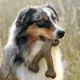 Product Benebone Wishbone Bacon Flavored