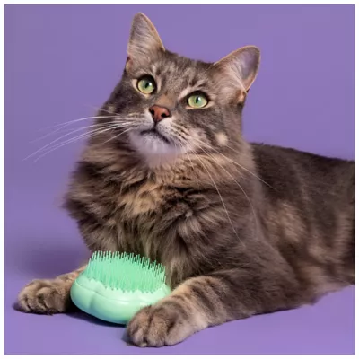 Petsmart cat brush best sale