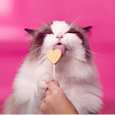 Product Bonkers Purr Pops Lickable Cat Treats - Lip Smackin' Salmon