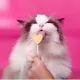 Product Bonkers Purr Pops Lickable Cat Treats - Lip Smackin' Salmon