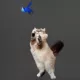 Product Playology® Popper Cat Toy