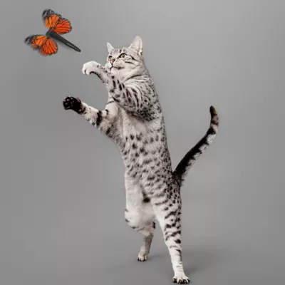 Product Playology® Butterfly Cat Toy