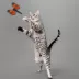 Playology® Butterfly Cat Toy image thumbnail 5