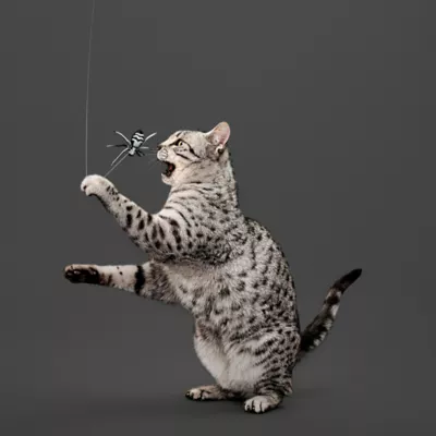 Product Playology Spider Teaser Cat Toy