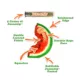 Product @Doggijuana Juananip Tuffer Chewer Mini Refillable Watermelon Slice Pet Toy